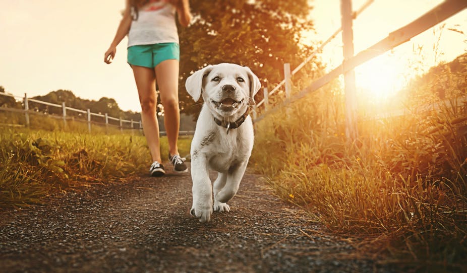 Att äga en hund medför ofta mer daglig motion